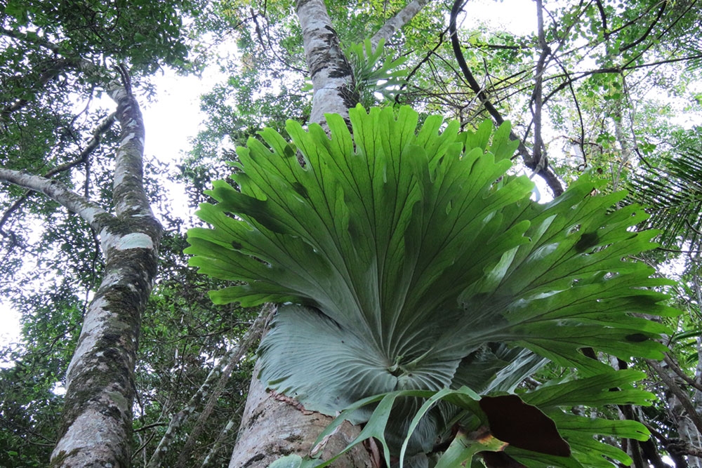 Tree fern on gum tree