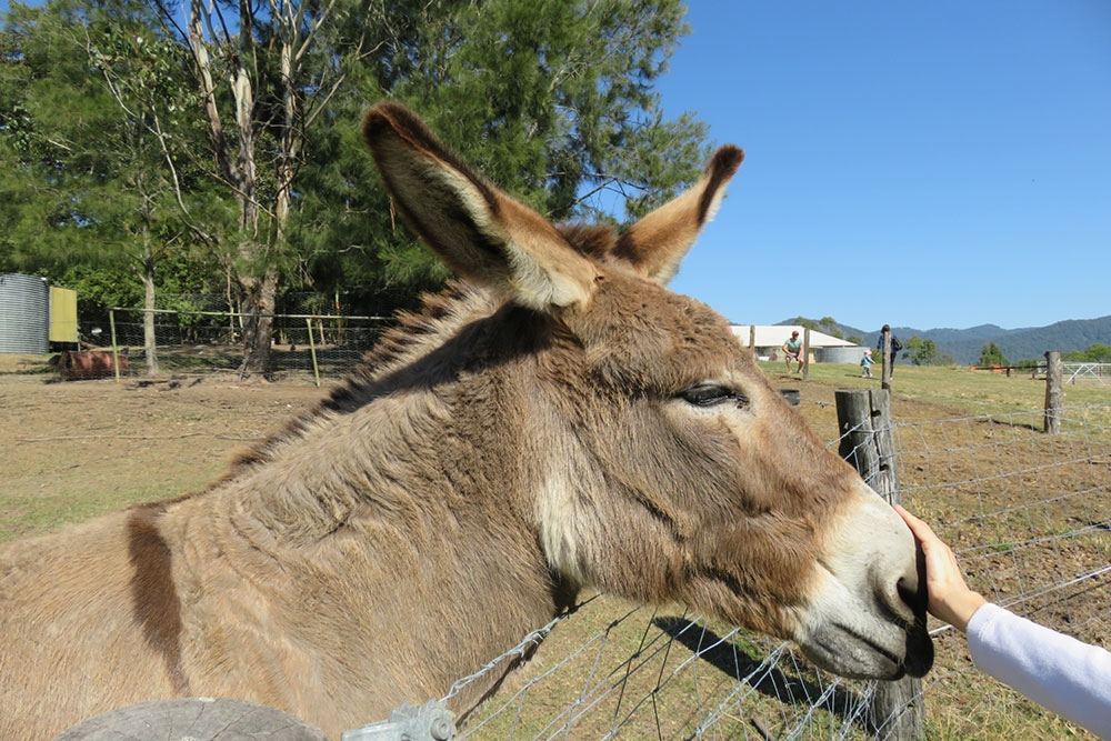 Donkey at Trevena Glen Animal Farm Mt Samson