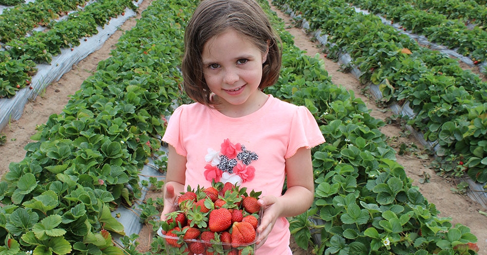 Chambers Flat Strawberry Farm