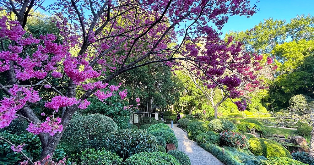 Cherry Blossoms, Japanese Gardens, Mt Coot-tha Botanic Gardens