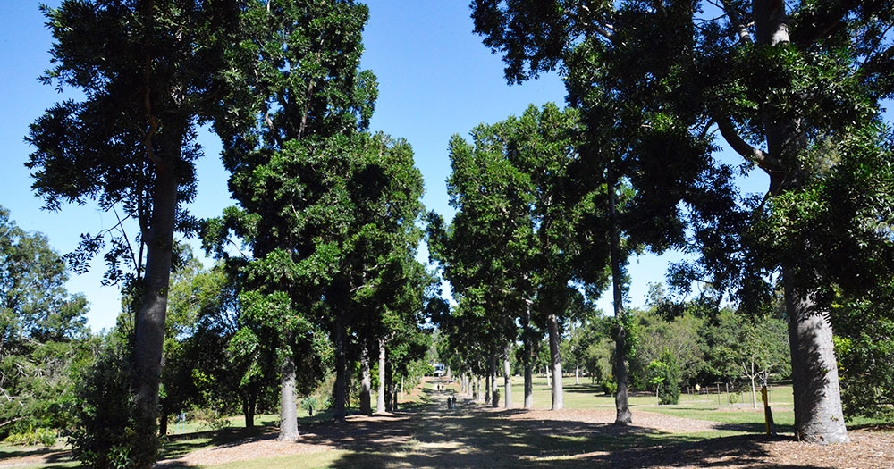 Tree lined path inside Sherwood Aboretum, Brisbane