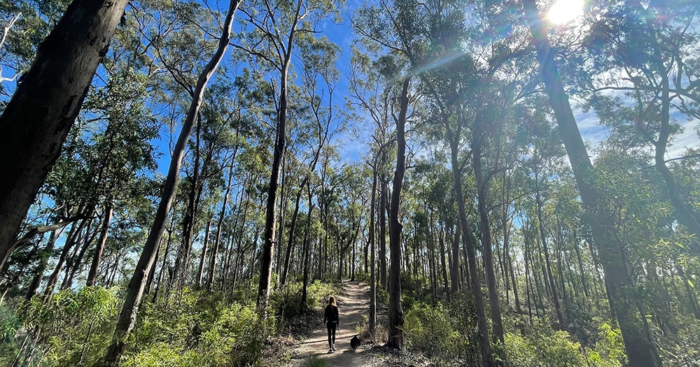 Moggill reserve Path