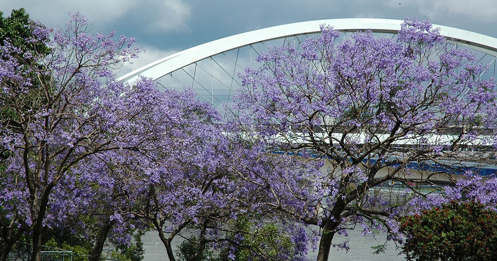 Jacaranda trees in front of rail bridge