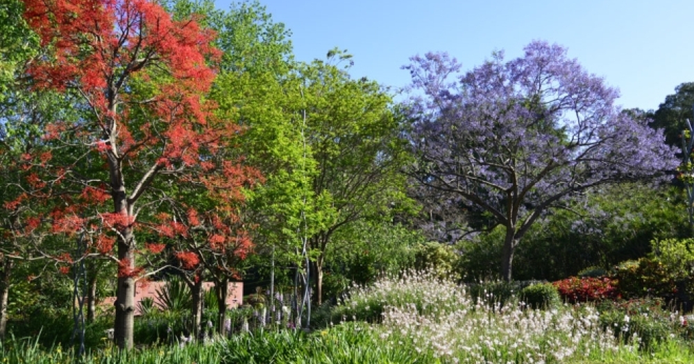 Roma Street Parkland Spectacle Garden