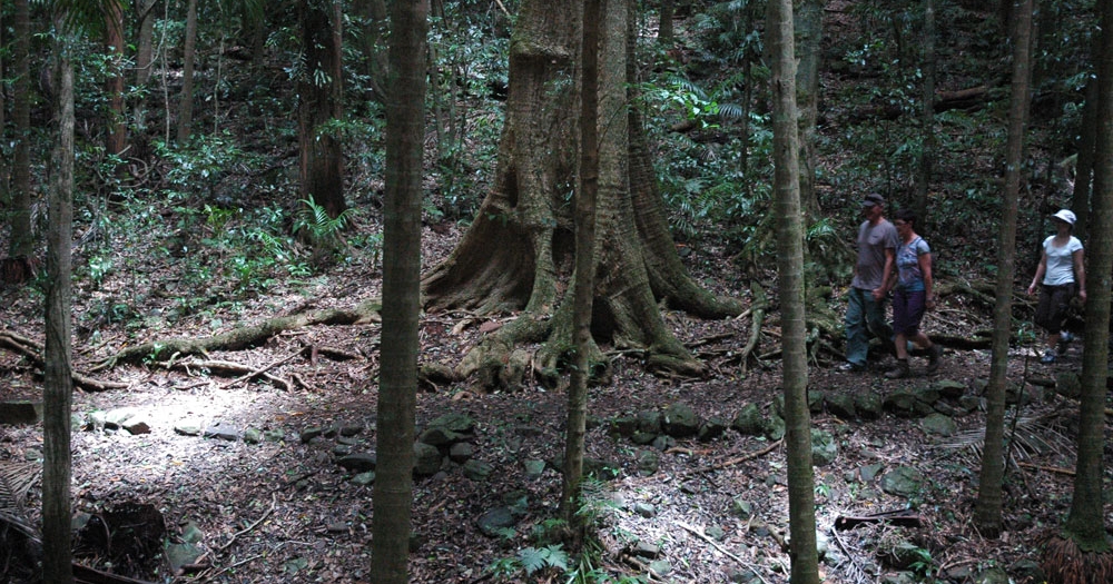 Rainforest Circuit Mt Glorious